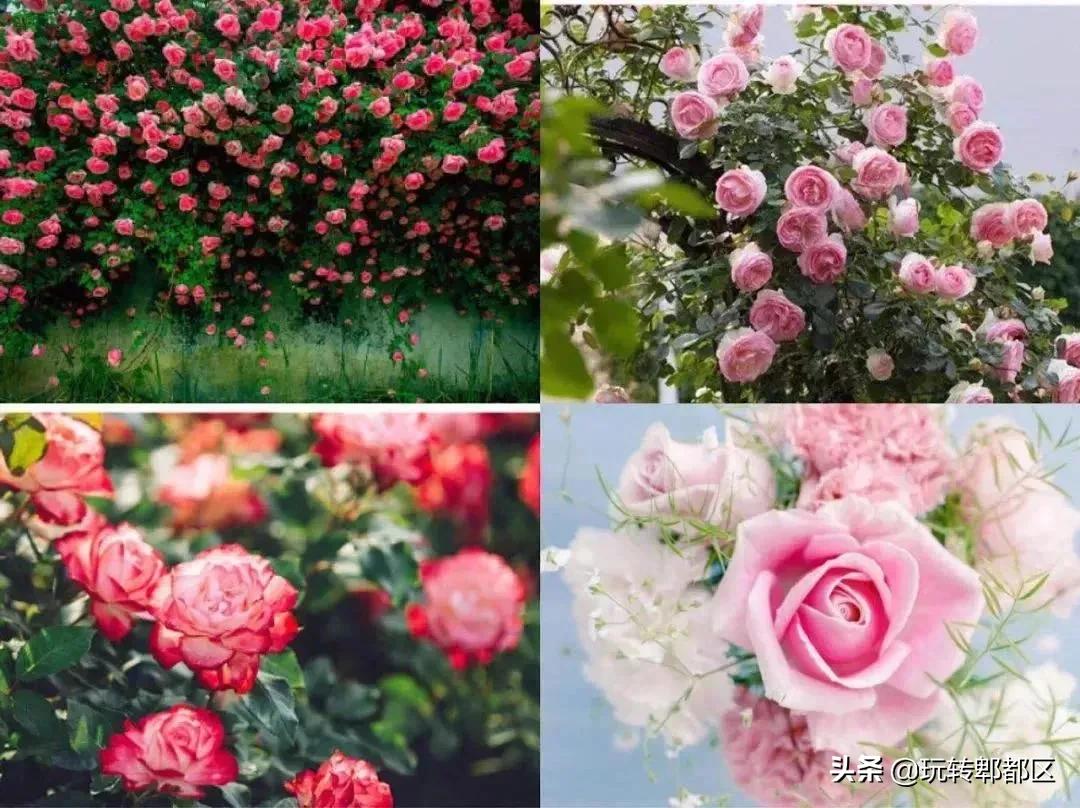 郫都区最美的花海,成都郫都花乡玫瑰开放了吗