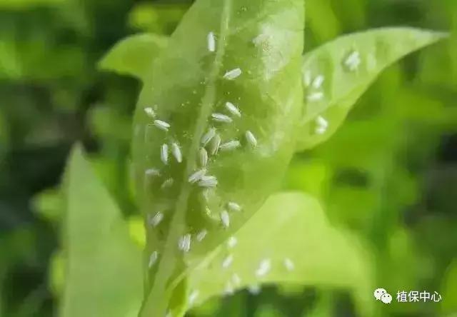 柑橘害虫最佳治疗方法,柑橘春季需要防治哪些害虫