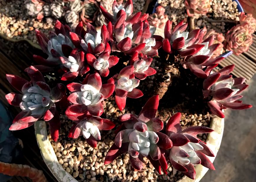 大型多肉植物仙女杯,多肉植物仙女杯的种类