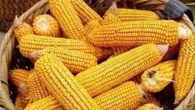 纯粮酒的成本大约多少钱一斤,真正的纯粮酒成本在多少