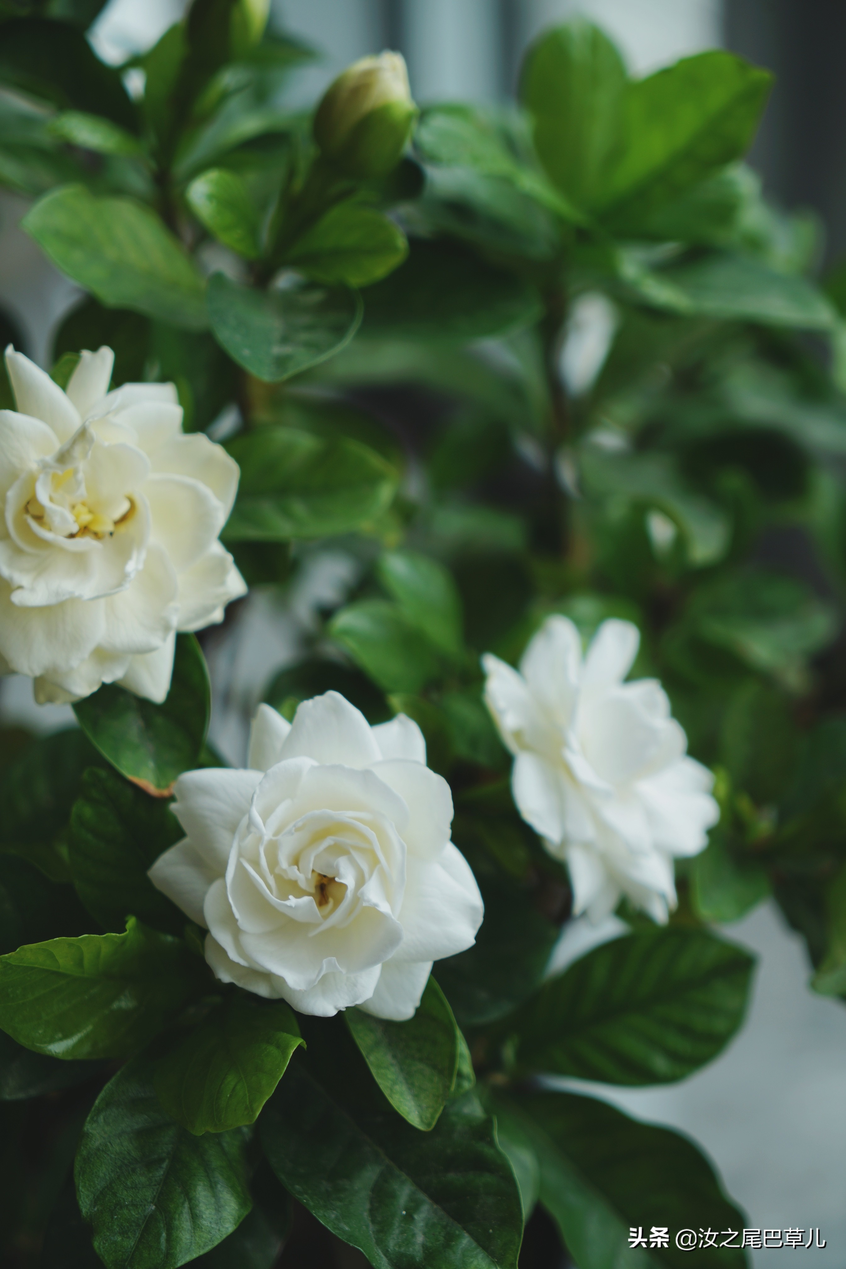 栀子花生了好多小黑虫怎么治,栀子花朵里面有小黑虫