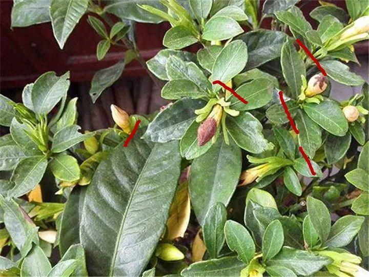 月季常见病害图解,月季枝干高花苞小怎么办