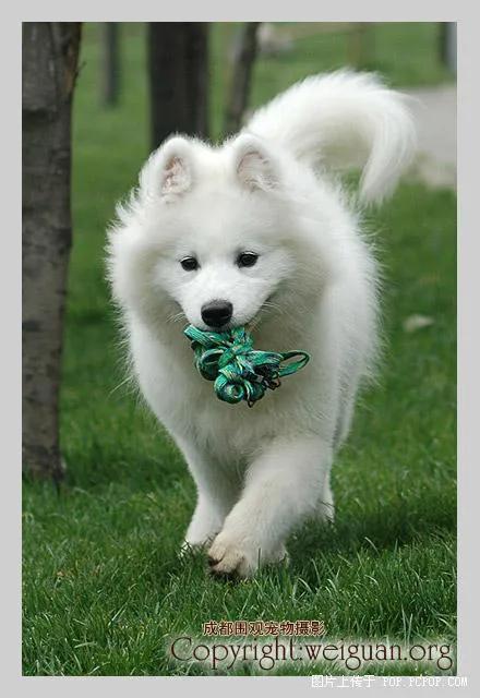 世界公认狗排名,世界名狗排名