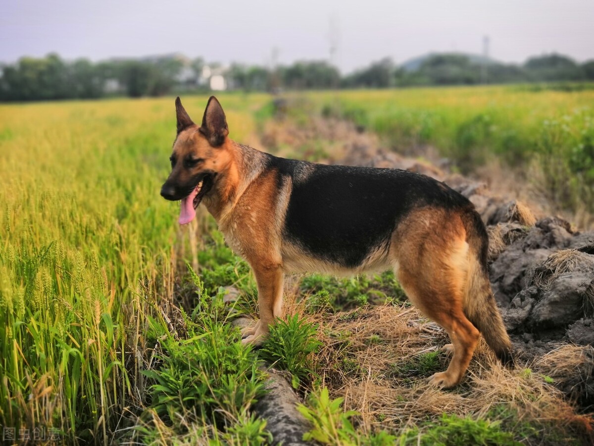 三个月德牧怎样喂肥,德牧犬太瘦了怎么喂
