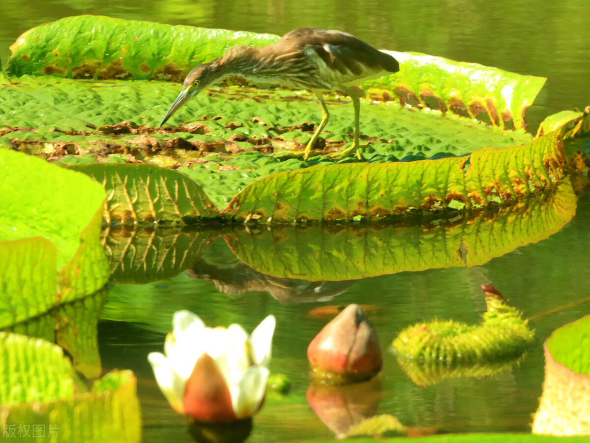 自然界嘴巴奇特的十种动物,十种奇特的自然界植物图片