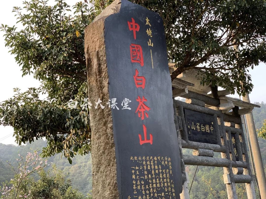 白茶是什么味道,白茶讲的什么