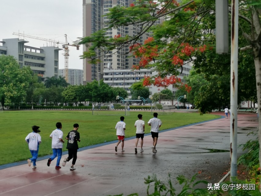 凤凰花开似红云,凤凰花开灿若云霞美图