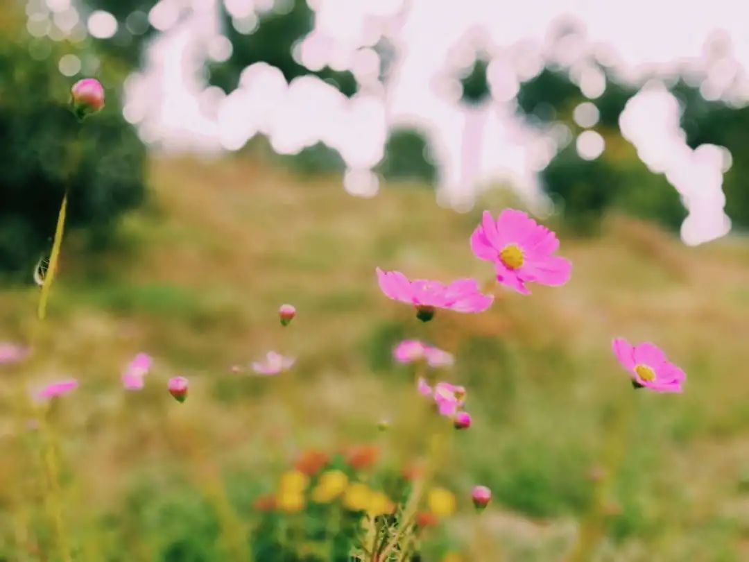 优微推荐｜致萌新，这些农大最美的地方，你发现了吗