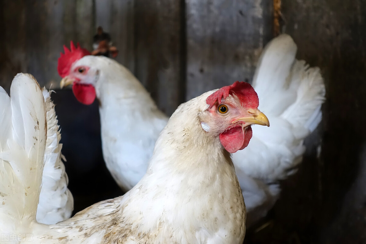 鸡啄毛怎么治才能除根,鸡啄毛啄羽用什么药
