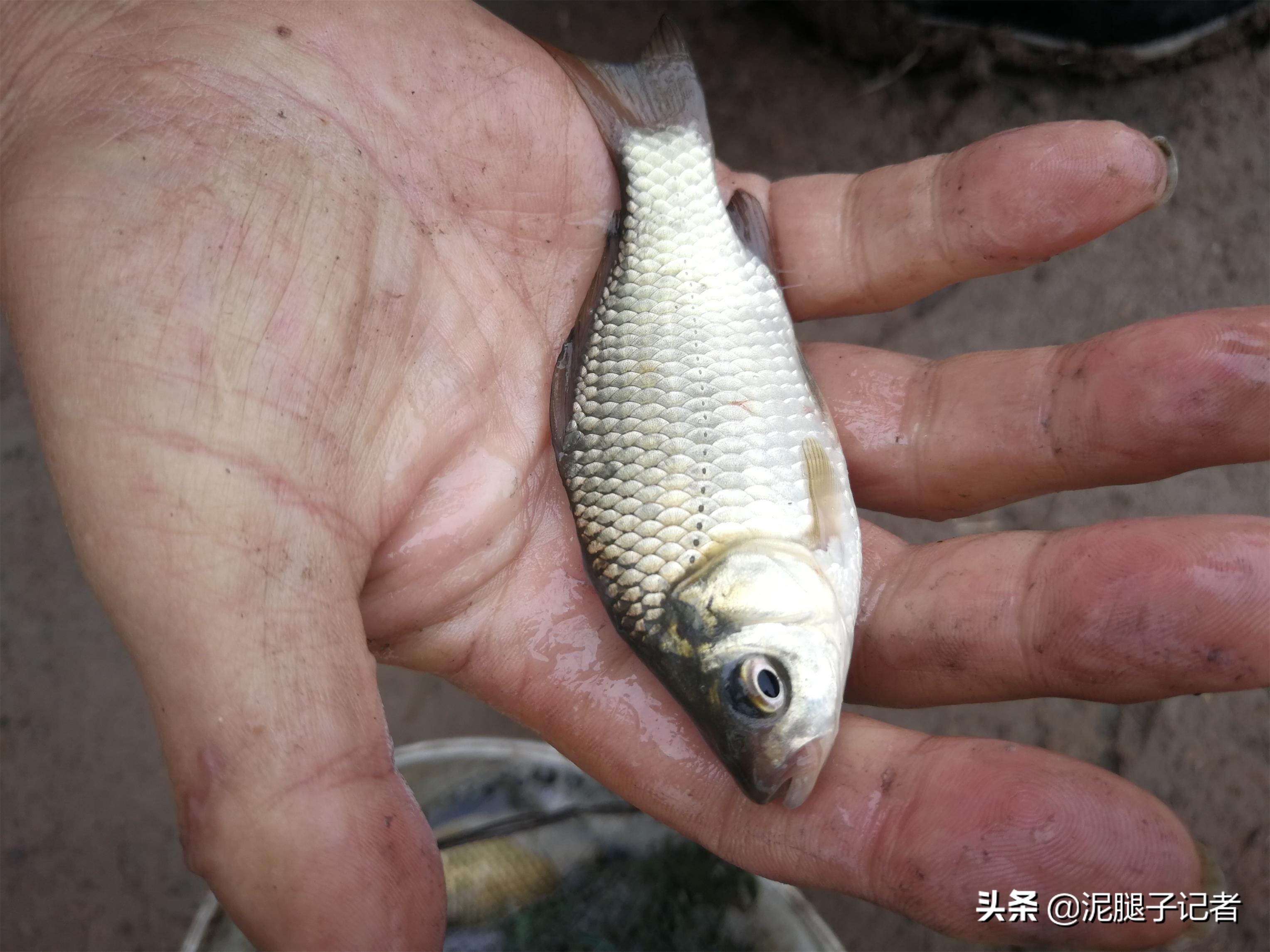 73岁老汉钓鱼30年谈经验：钓获鱼儿先不要吃，静养一周再下锅