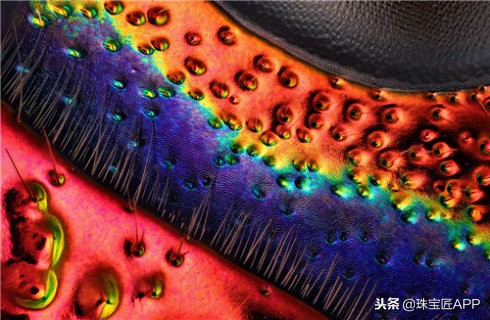 昆虫做的珠宝首饰,用昆虫做的艺术品