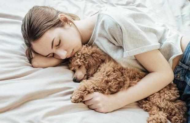 新手饲养泰迪犬的四大关注事项,新手养泰迪犬需要关注些什么