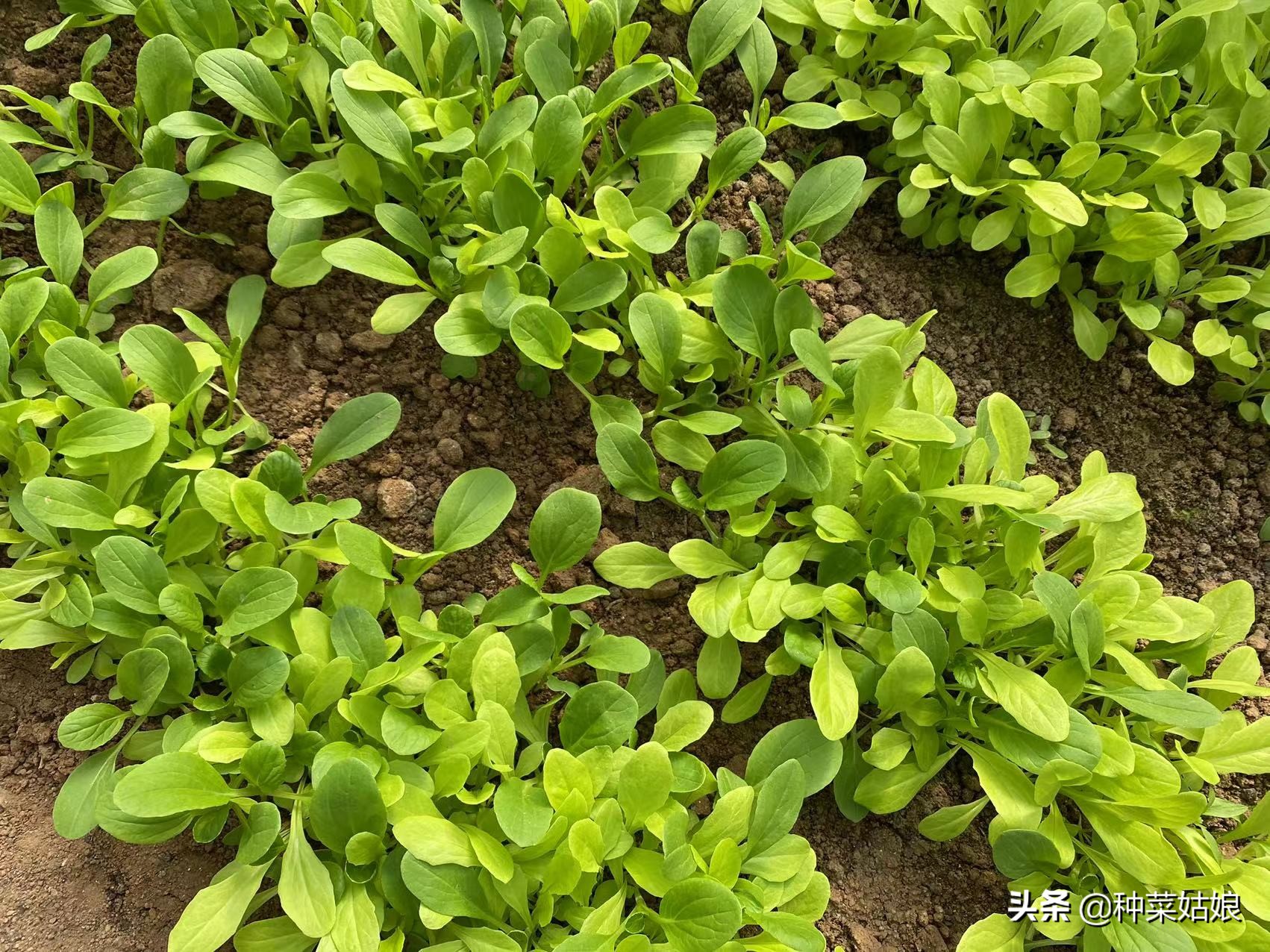 叶菜黄叶是什么原因呢,叶菜叶子发黄腐烂怎么办