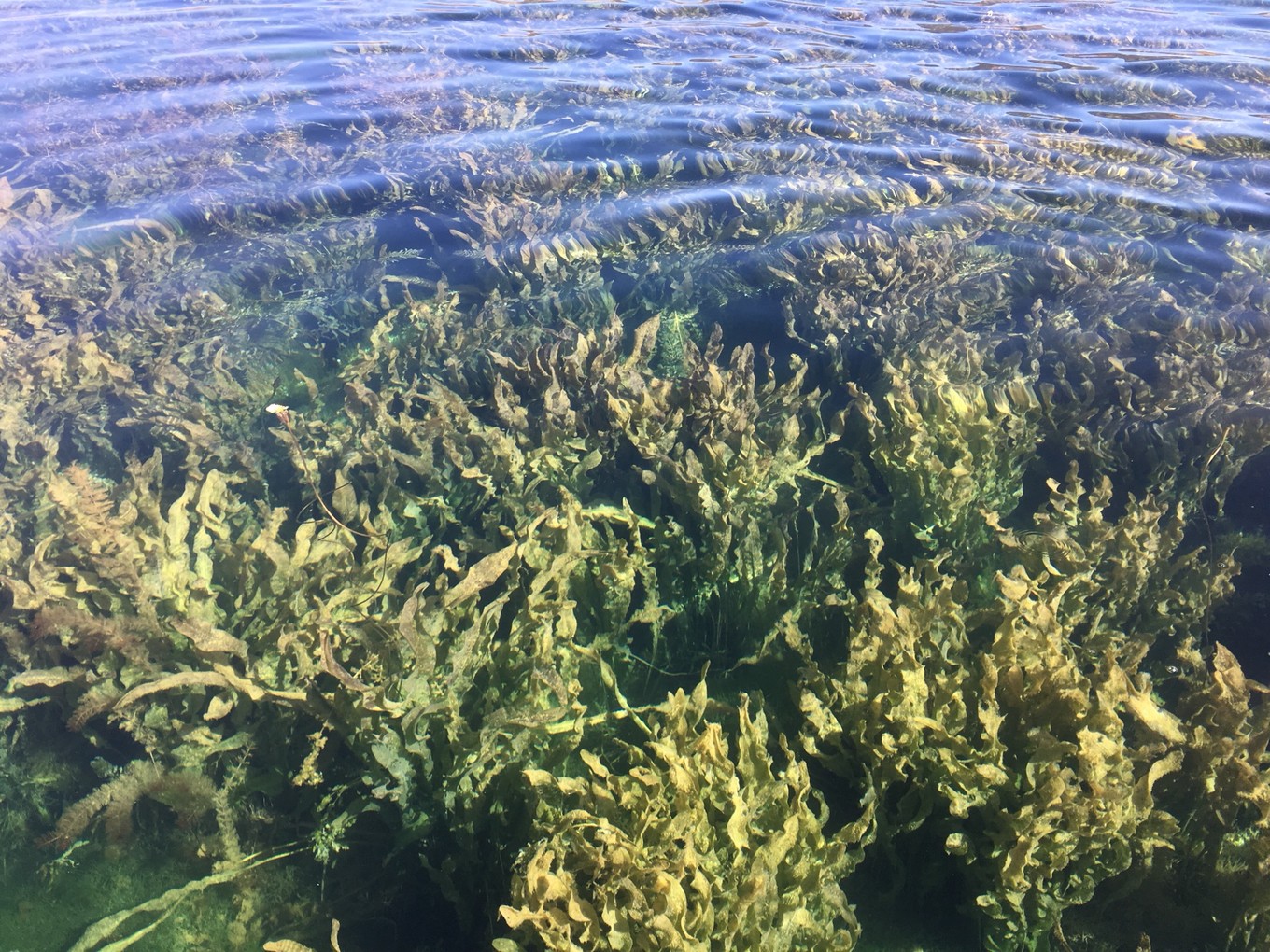 云南6日5晚自由行,云南六天五晚自由行