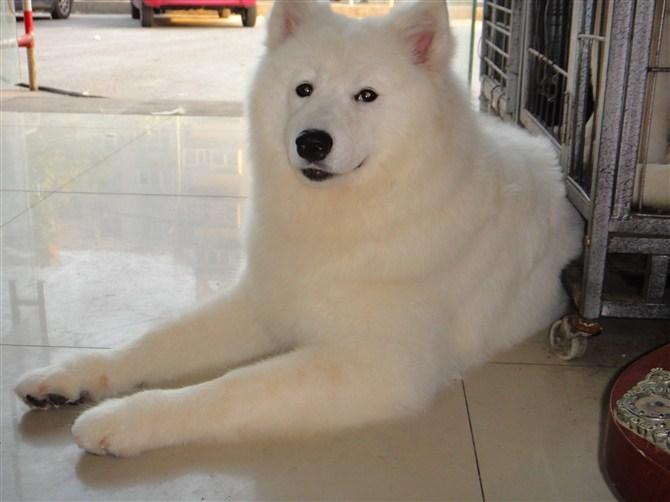 萨摩耶幼犬有泪痕是什么原因,萨摩耶吃什么狗粮没有泪痕