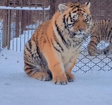 猫咪没坏心眼视频,猫咪无聊的十个表现图片