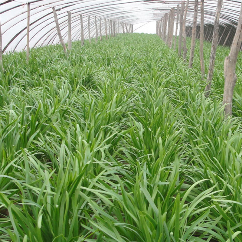 全国最好的宽叶抗病高产韭菜种子,全球最合适种植韭菜的地方