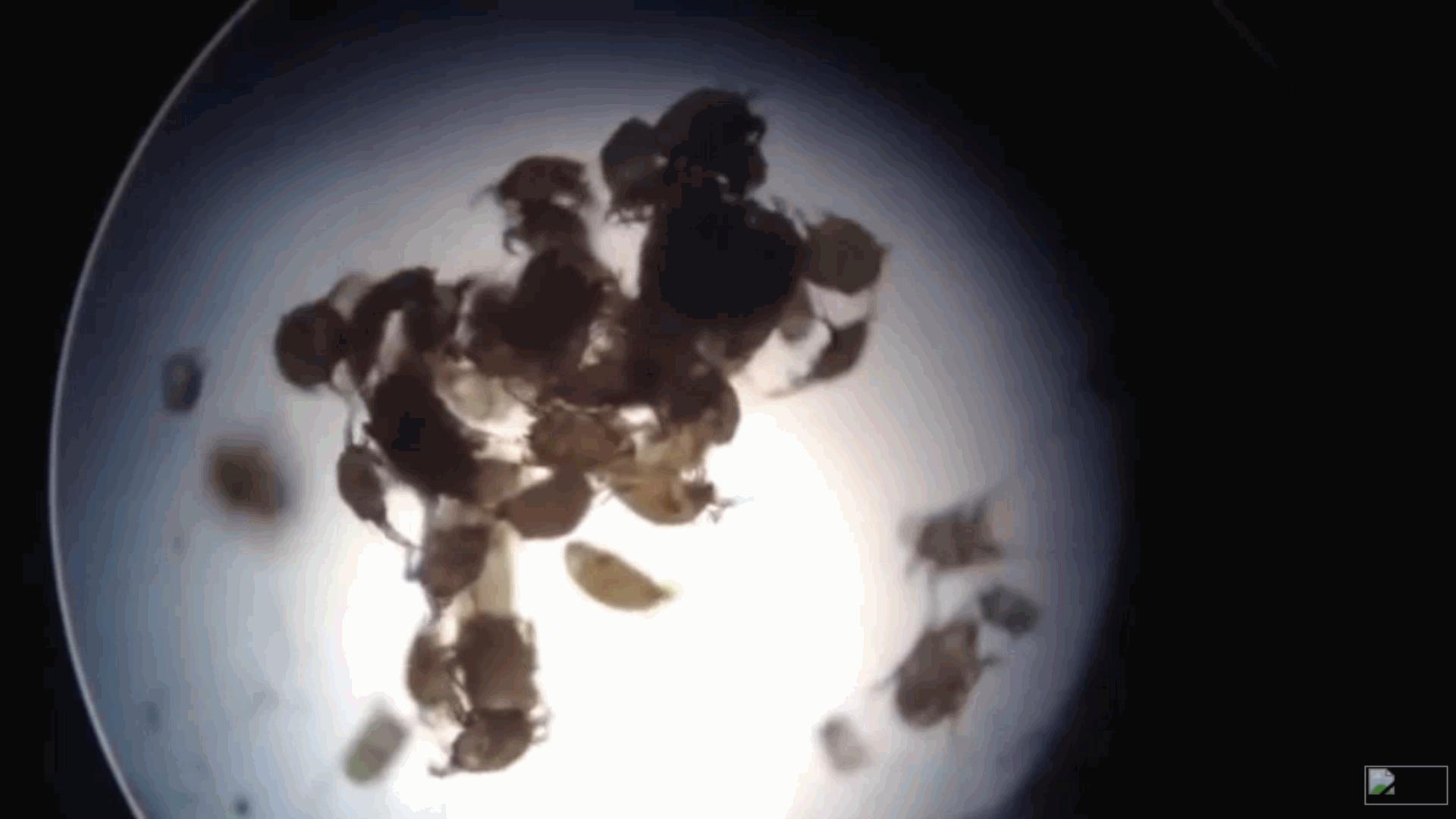 猫咪耳螨比较严重怎么处理,猫咪耳螨超级严重怎么办