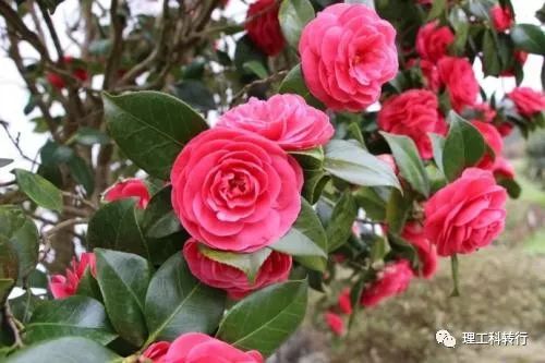 环境工程就业前景张雪峰,环境工程就业广吗