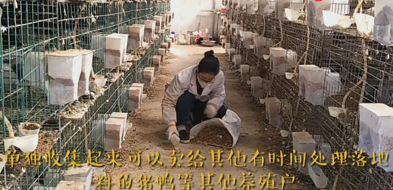 新手养鸽怕鸽子飞掉怎么办,鸽子吃食太浪费咋办