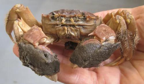 秋风起，欧美各国一提这种生物就如临大敌，一只活的能卖50美元