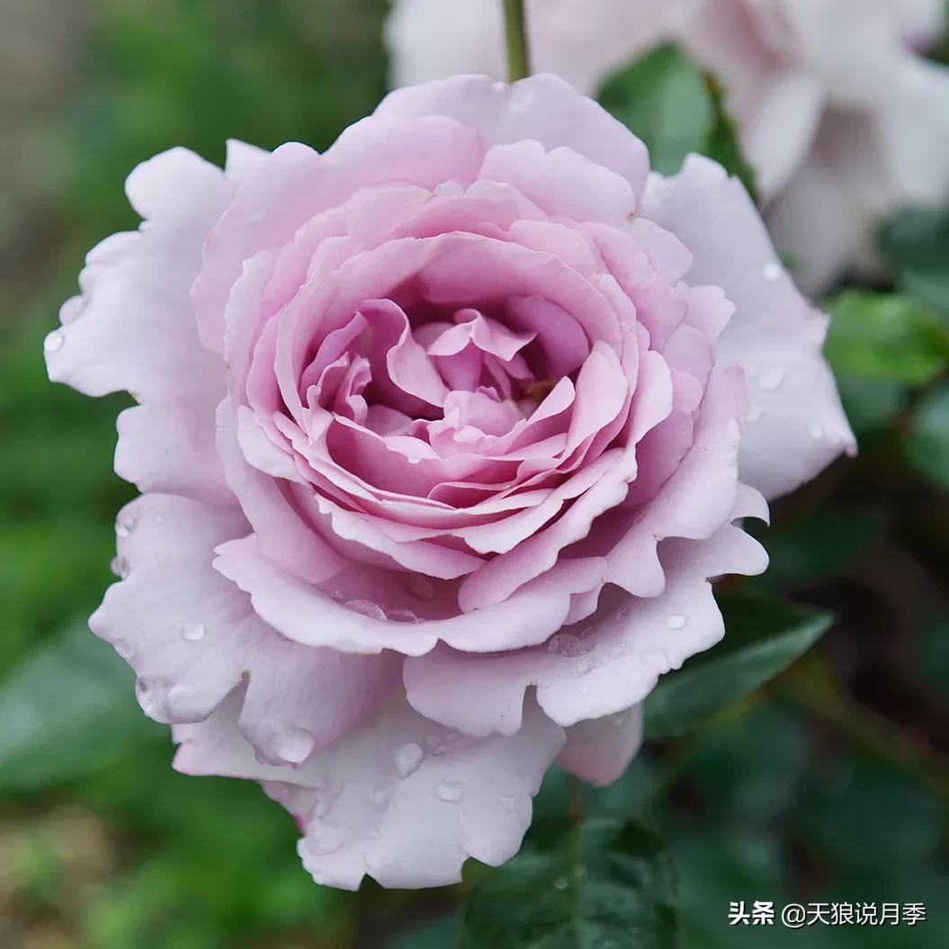 六款香水,6款香水