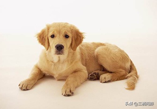 金毛毛发稀少粗糙怎么补救,金毛毛发粗糙没光泽怎么解决