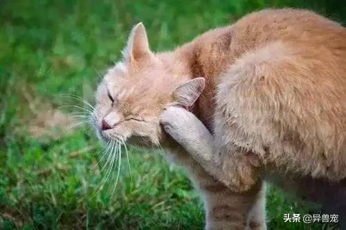 猫咪的日常护理知识,猫咪的日常生活