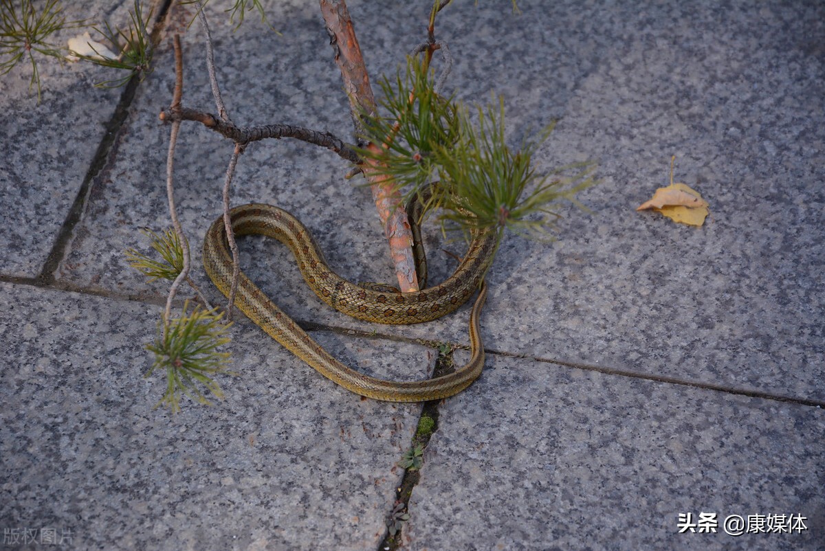 农村老房子周围有蛇怎么办？用什么方法可以驱蛇？