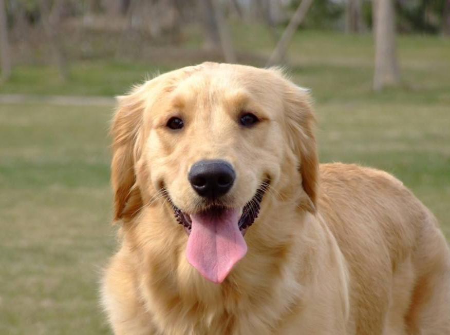 金毛啃骨头啃到一半被拿走,金毛啃骨头的时候