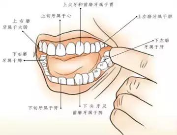 面诊舌诊手诊视频,面诊看舌诊图解