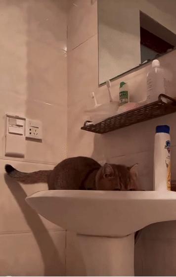 网红绑猫*藏西**骑行求关注，遭网友质疑回怼：比在家里刺激多了