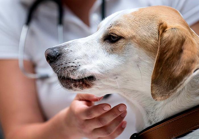 犬瘟和犬副流感的区别,小狗犬瘟热有什么表现怎么治