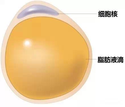 15张图看出十张算你厉害,15斤肉直观图