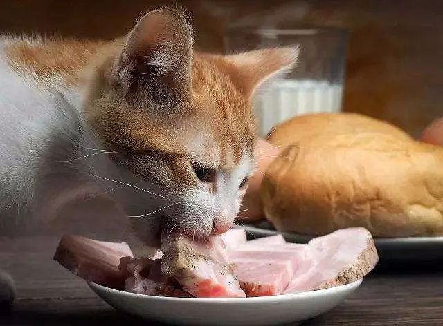 猫咪大喘气一般吃什么药,猫咪大喘气是不是猫瘟