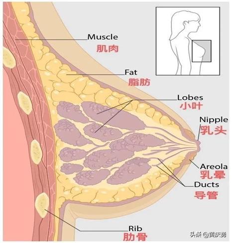 如何预防病理性乳房增生