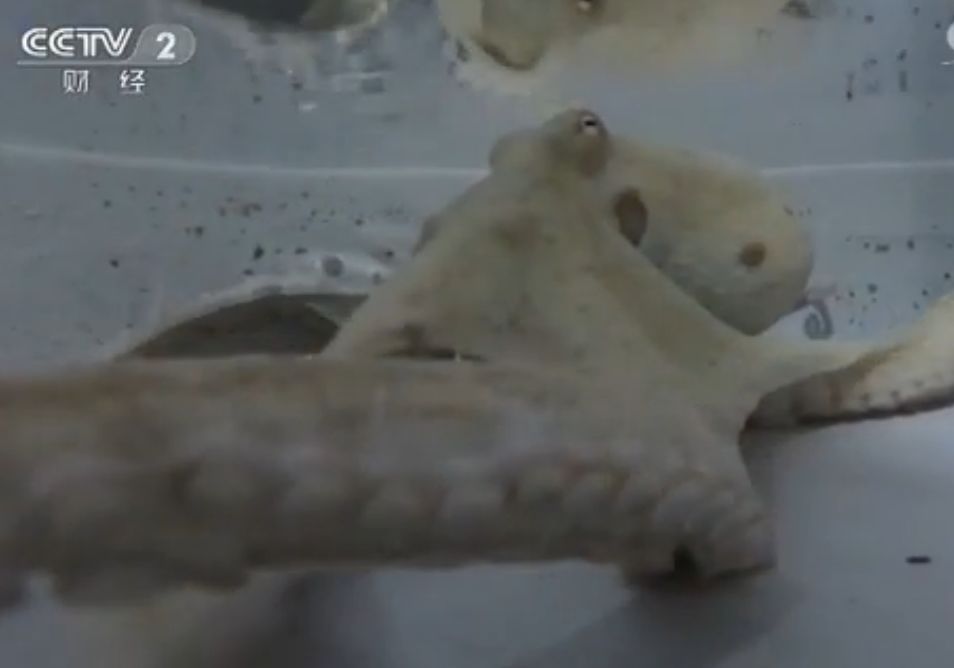 冷知识10个颠覆你认知的日本文 (古代100个绝对颠覆你认知的冷知识)