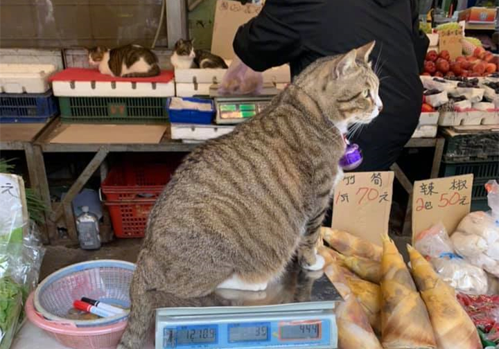 狸花猫50块钱,狸花猫五块钱一只