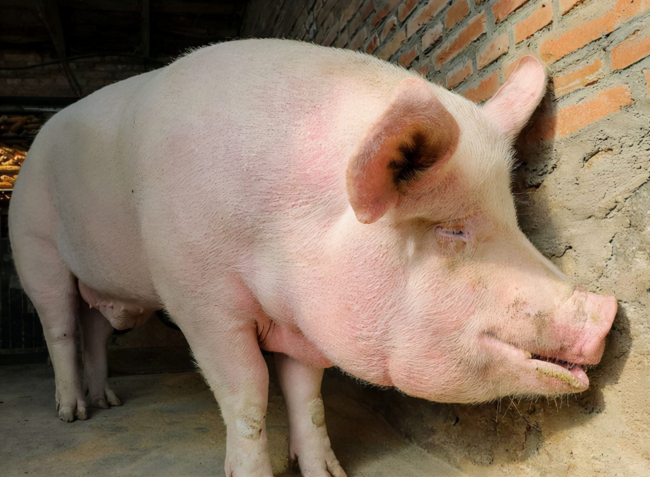 猪气喘是什么原因,猪气喘病的发病原因