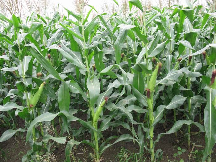 粘玉米怎么种植好吃,粘玉米的种植及管理