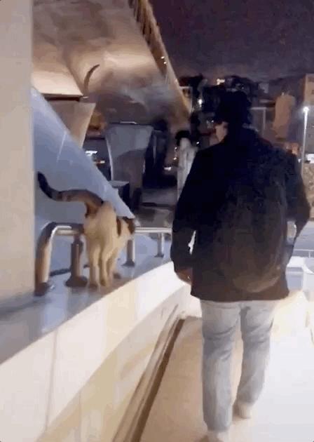 去土耳其当猫好吗,在土耳其做一只幸福的猫