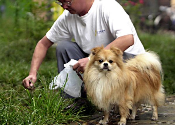 犬猫在什么情况下才会传染狂犬病,狂犬病是患病的猫才会传播的吗