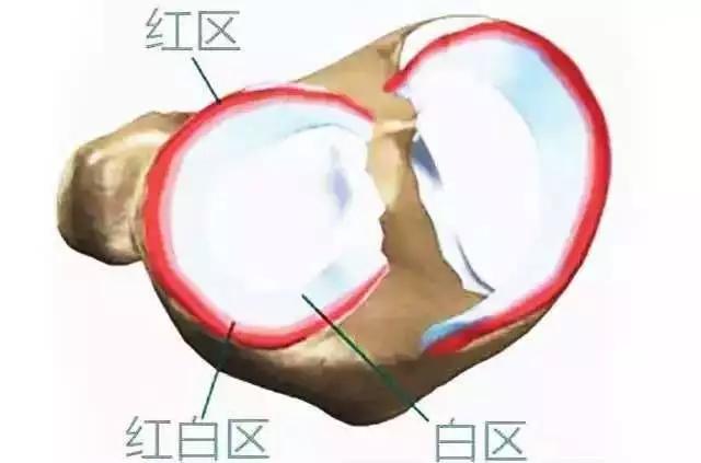 关于半月板的知识,半月板损伤科普小知识
