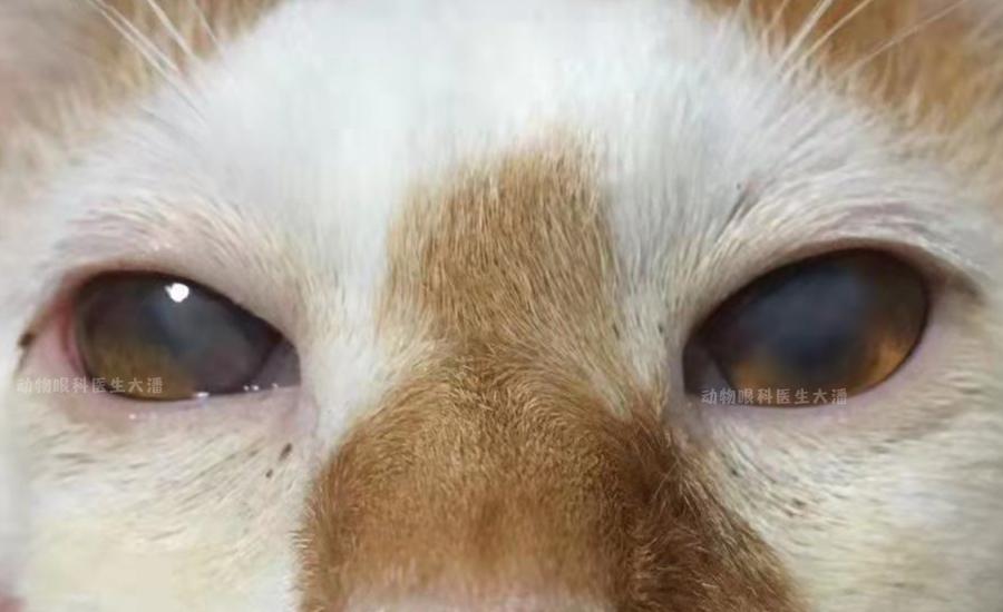 眼角膜溃烂能做角膜移植手术吗,双眼角膜溃疡