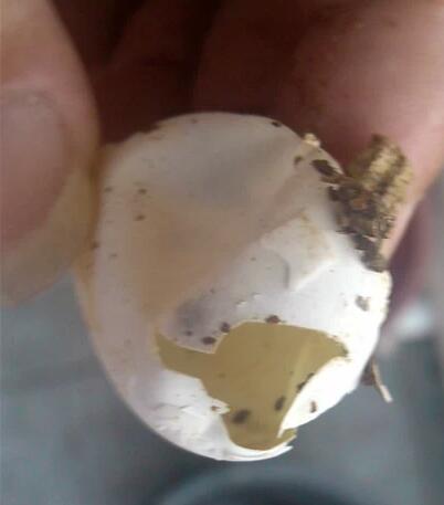 刚破壳的小乌龟怎样分雌雄,乌龟怎么分辨公母小草龟