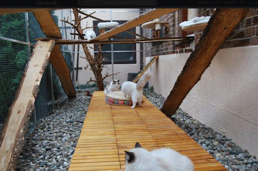 日本留学生养猫怎么带回国,名校志向塾东京地址