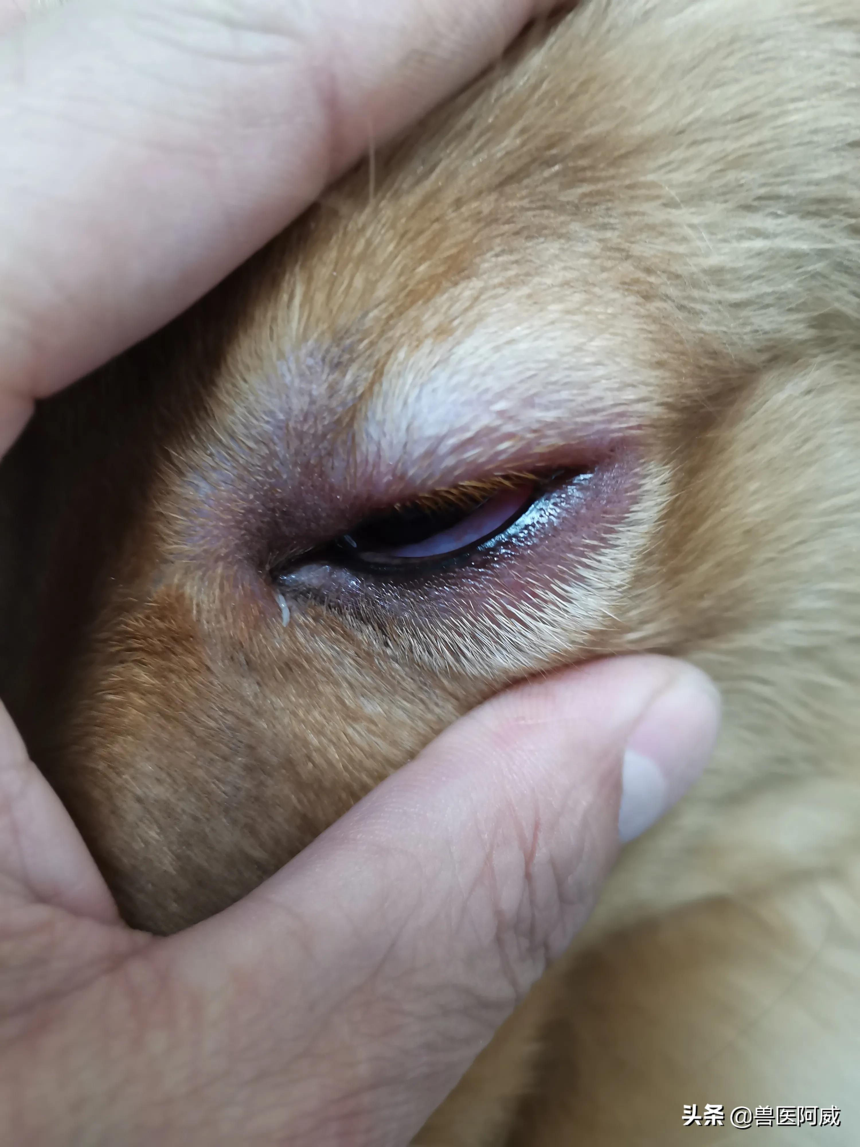 犬肺水肿治疗方法,一例犬急性肾衰竭的诊治