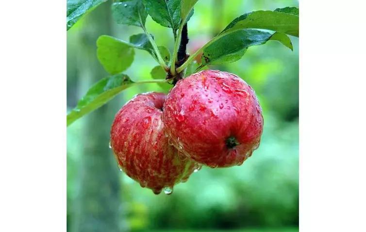 《柯南》里都用过哪些酒给人物命名？