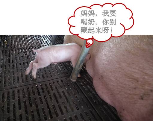 母猪奶水少快速解决方法,母猪奶水少怎么办呀
