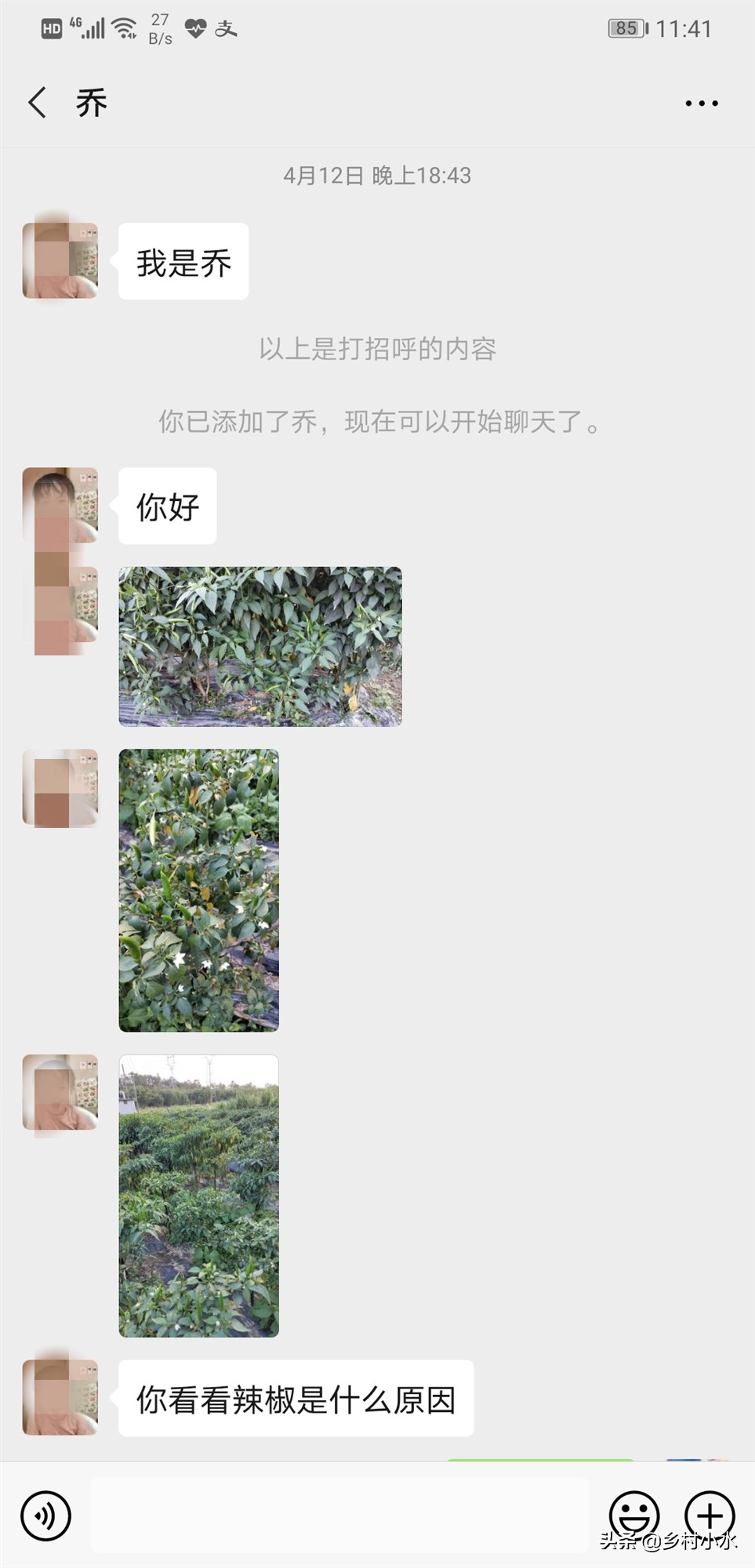 辣椒叶子变黄的防治方法,辣椒叶片发黄方法教程